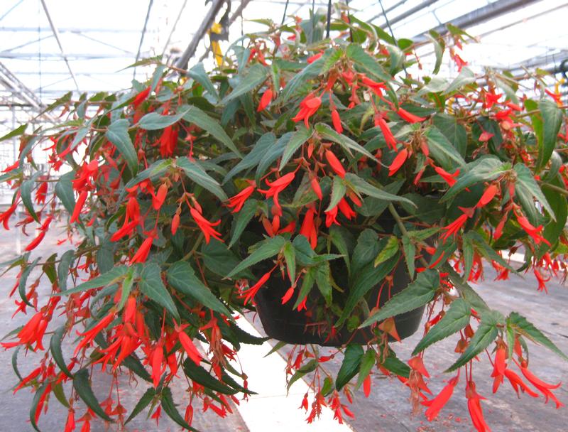 Bonfire Begonia from Hoods Gardens