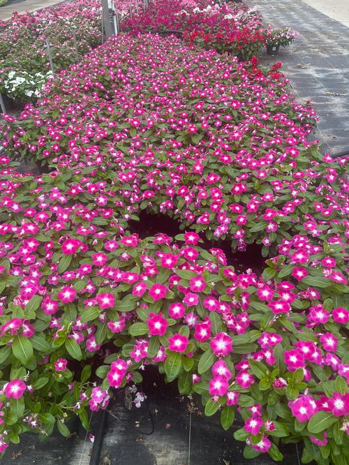 Cora XDR Vinca from Hoods Gardens