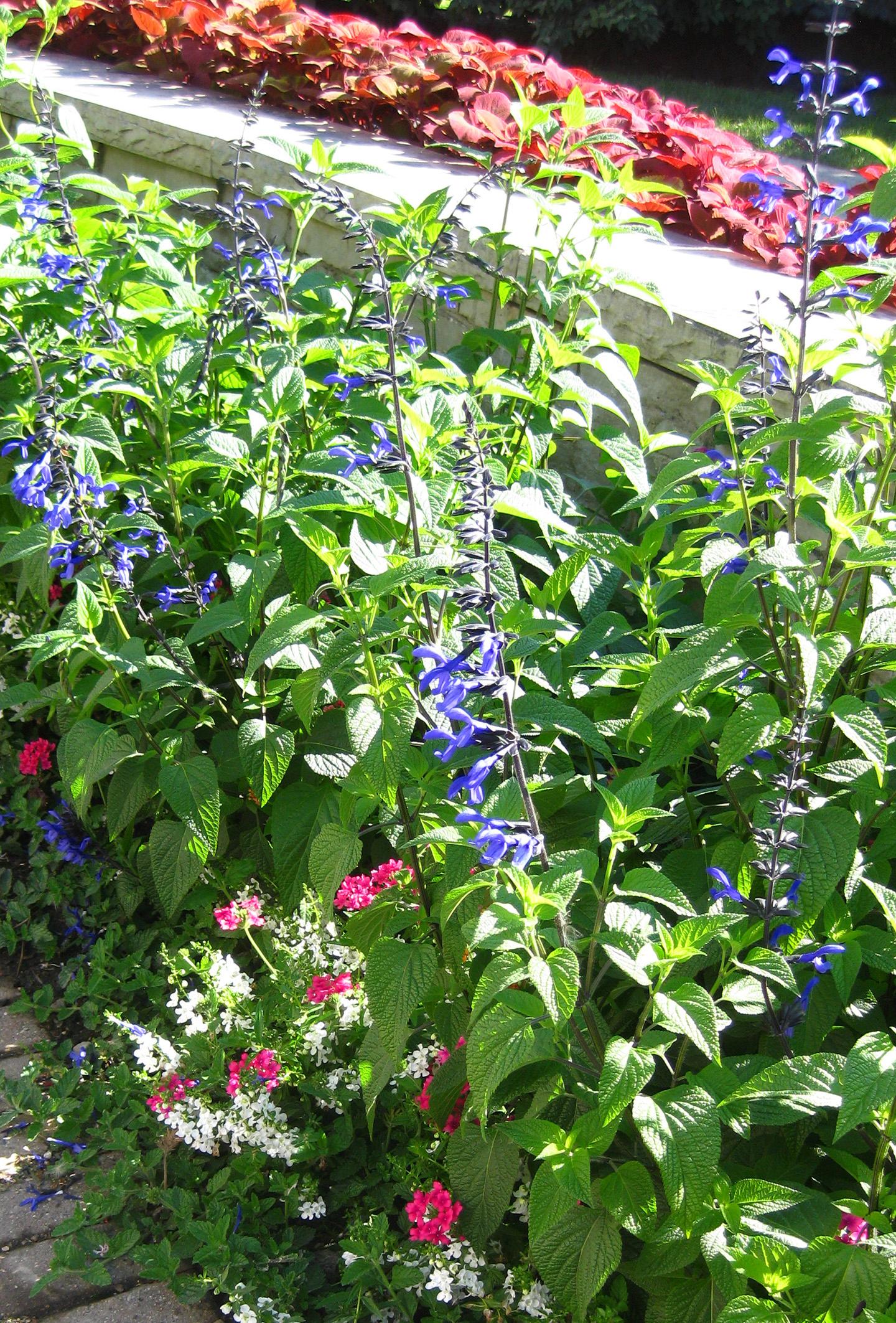 Vegetative Salvia from Hoods Gardens