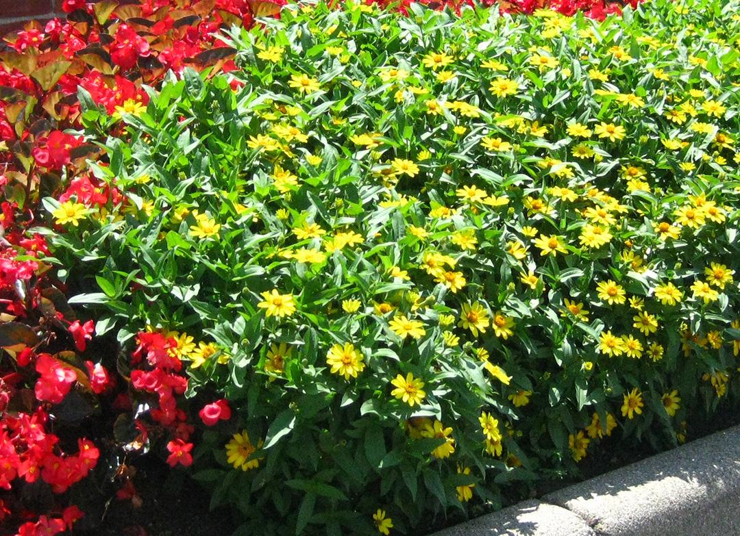 Profusion Zinnia Single from Hoods Gardens