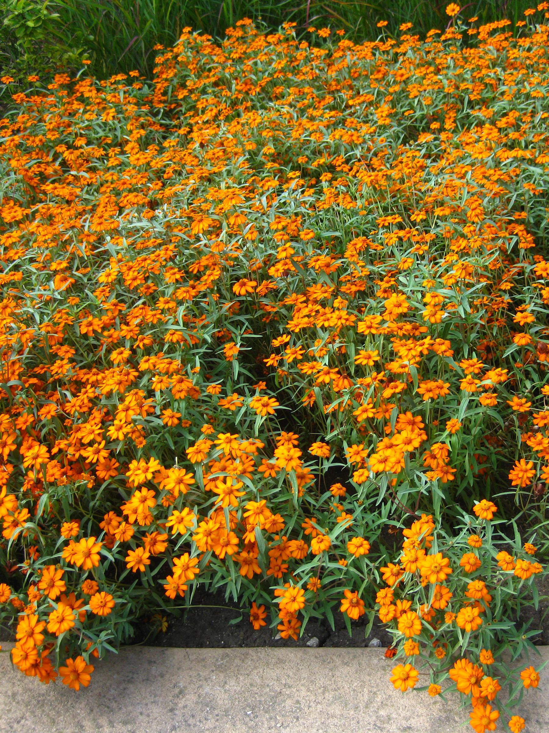 Star Zinnia from Hoods Gardens