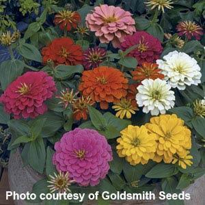 Magellan Zinnia from Hoods Gardens