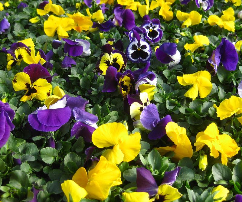 Inspire Plus Pansy from Hoods Gardens