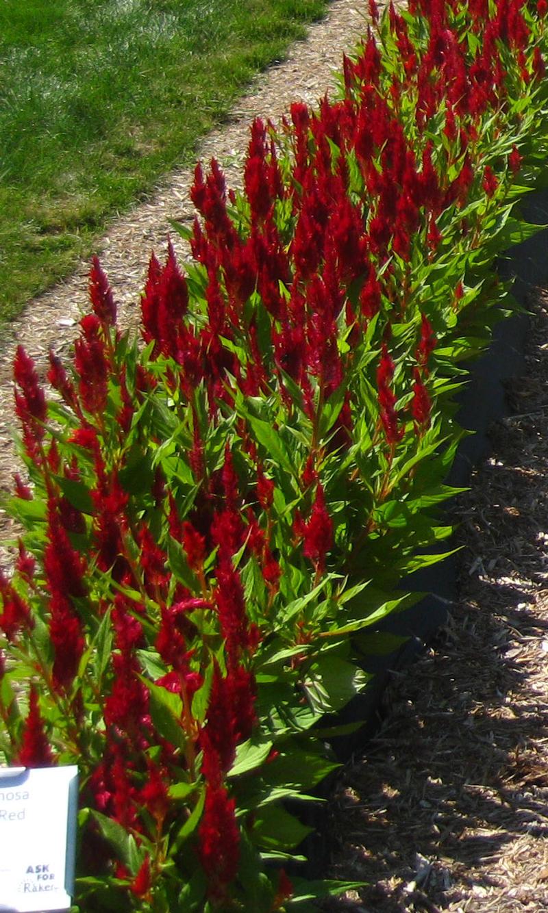 Fresh Look Celosia from Hoods Gardens