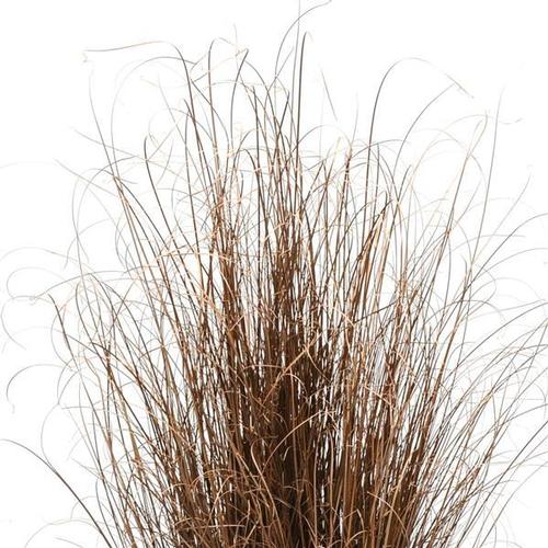 Carex Ornamental Grass from Hoods Gardens