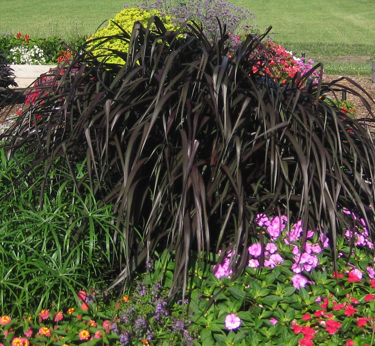 Pennisetum Ornamental Grass from Hoods Gardens