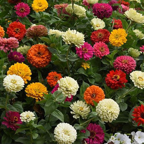 State Fair Zinnia from Hoods Gardens