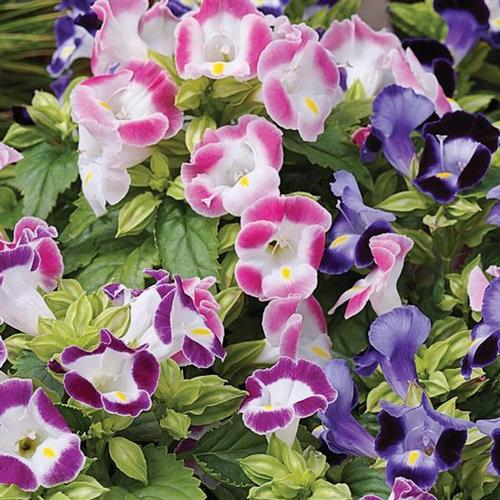 Duchess Torenia from Hoods Gardens