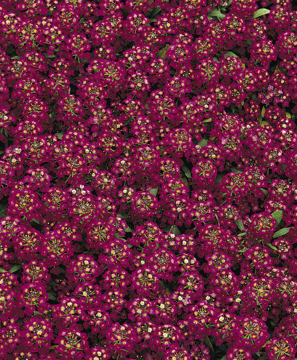  Alyssum from Hoods Gardens