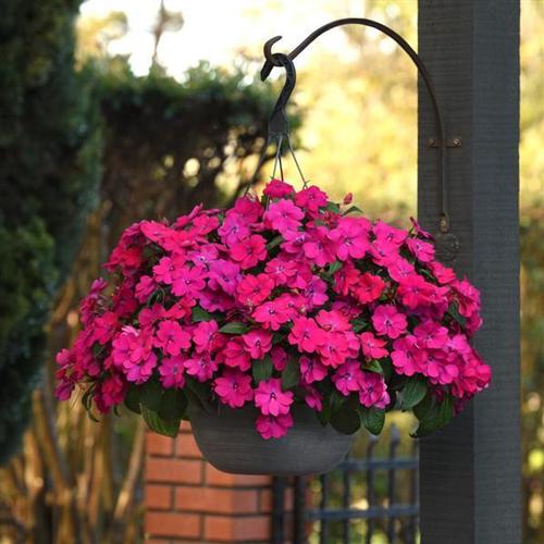 Solarscape Impatiens from Hoods Gardens