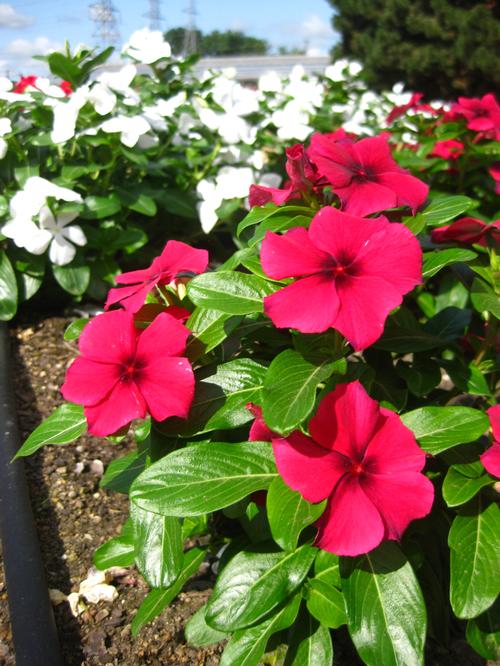  Vinca from Hoods Gardens