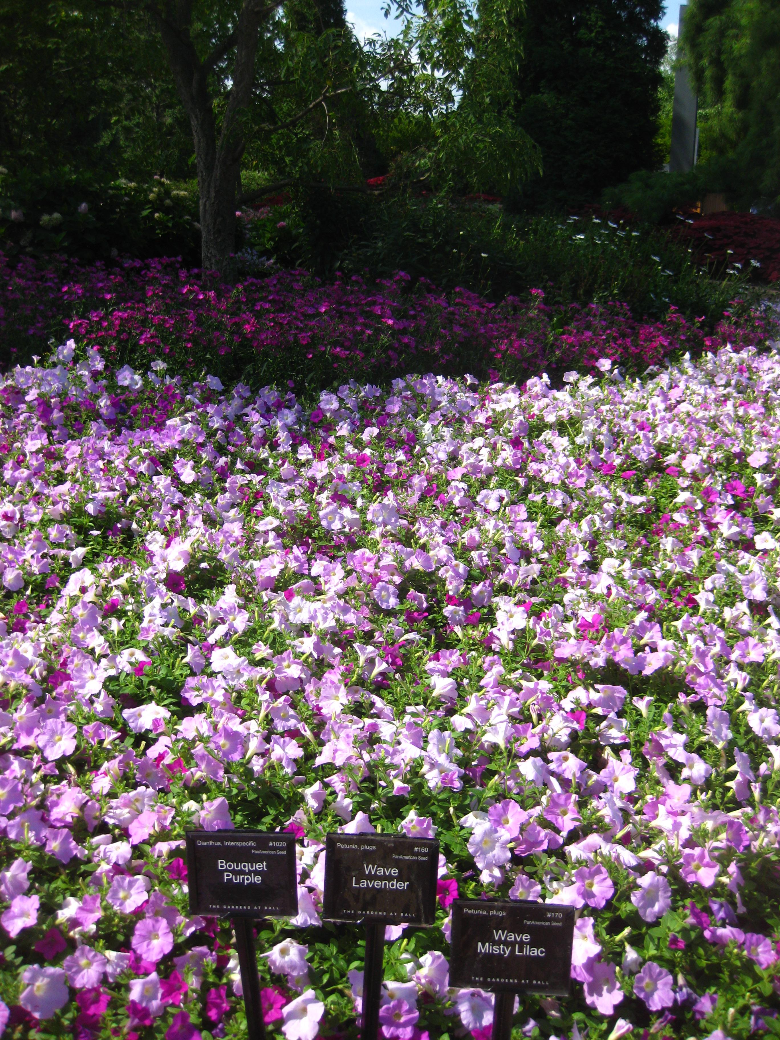 Wave Petunia Color Chart