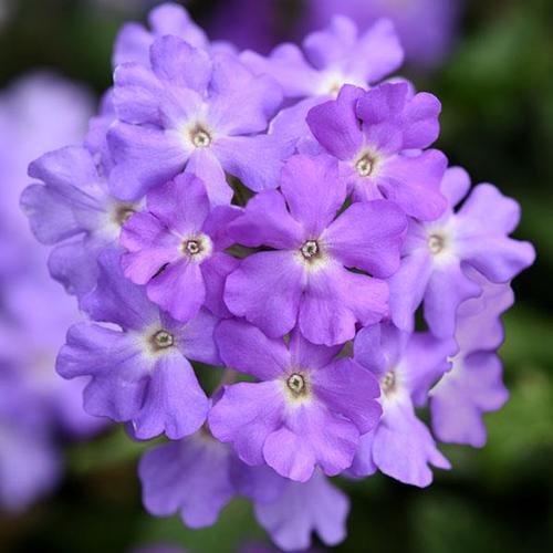 Trailing Verbena Verbena from Hoods Gardens Trailing Verbena Verbena from Hoods Gardens