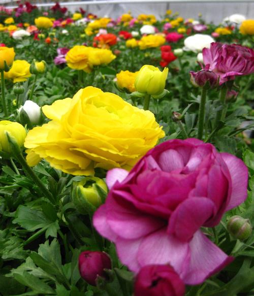 Ranunculus from Hoods Gardens  Ranunculus from Hoods Gardens
