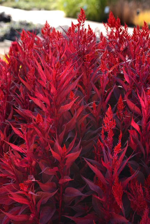 Dragons Breath and Dracula Celosia from Hoods Gardens