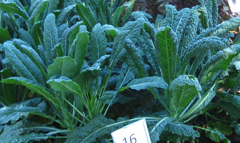 Dinosuar - Licnato Kale from Hoods Gardens