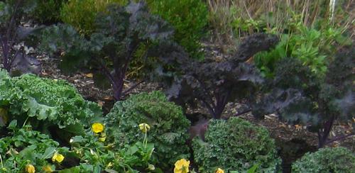 Redbor Kale from Hoods Gardens