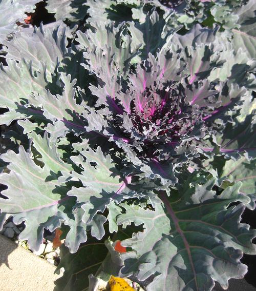 Flowering Kale Kale from Hoods Gardens