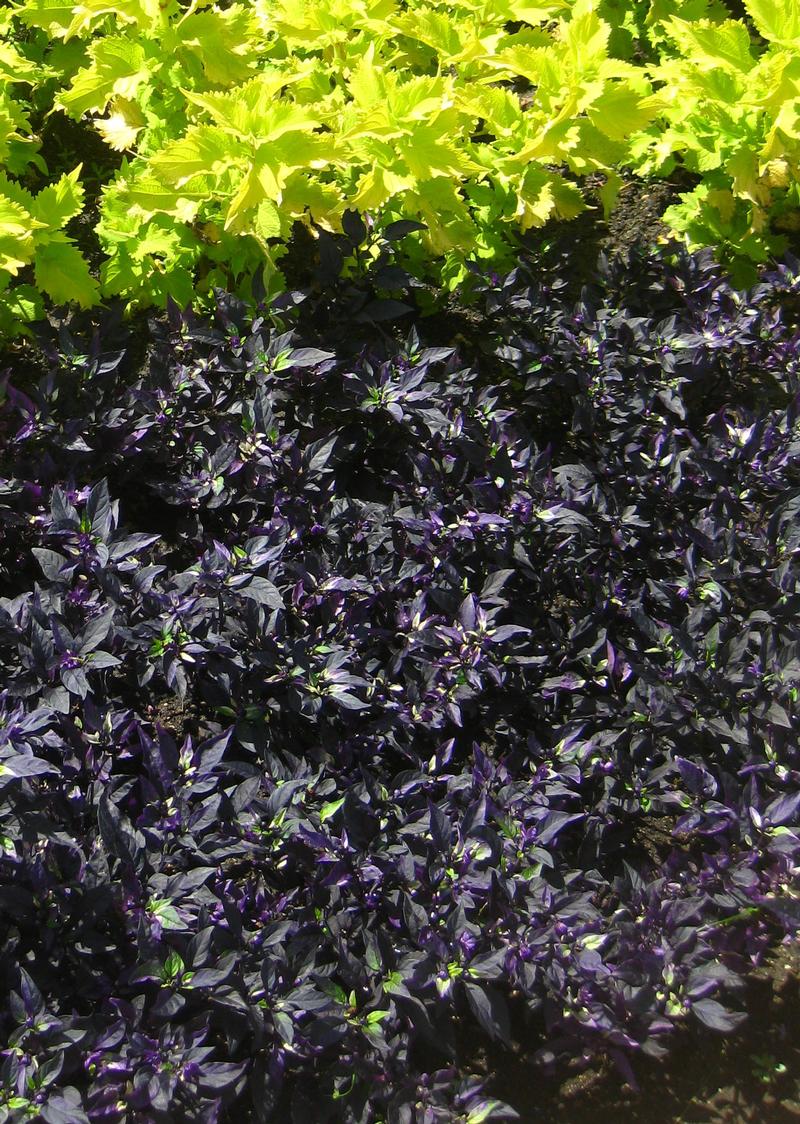 Black Pearl, Calico, Chilly Chili Ornamental Peppers from Hoods Gardens Black Pearl, Calico, Chilly Chili Ornamental Peppers from Hoods Gardens