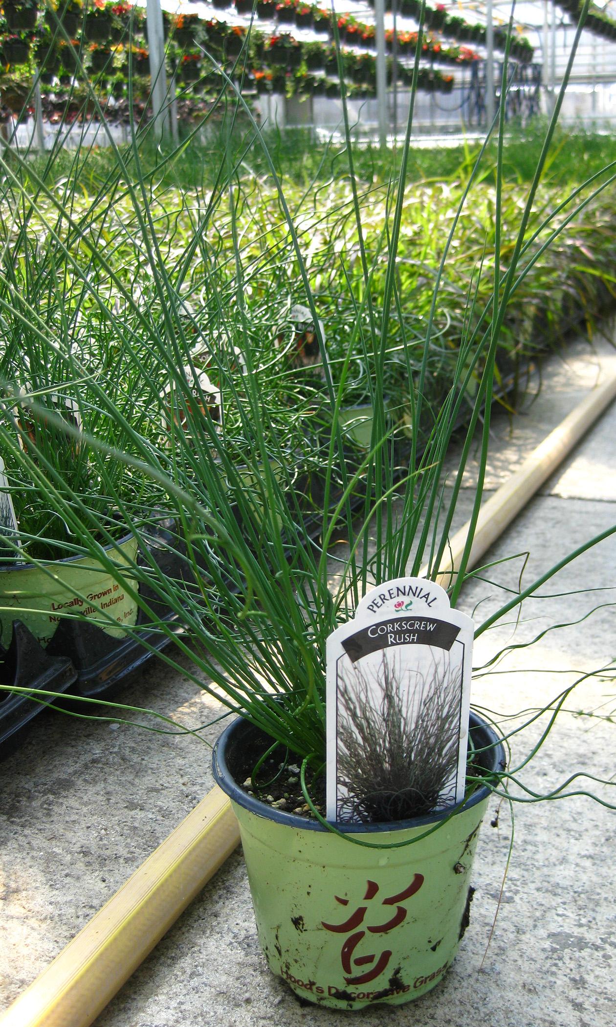 Juncus Ornamental Grass from Hoods Gardens