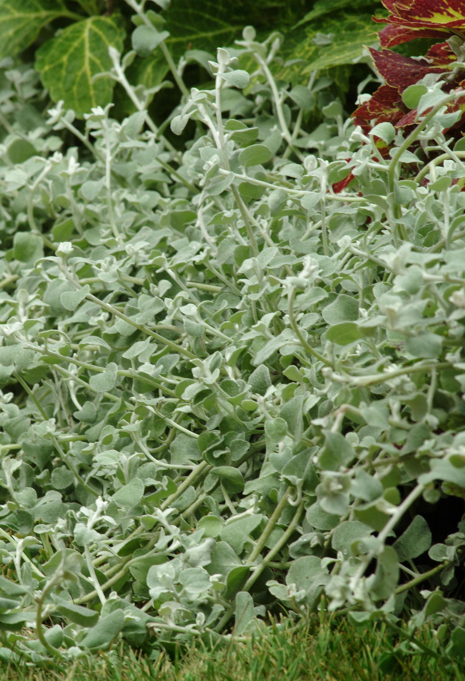 Vining Dusty Miller Helichrysum from Hoods Gardens