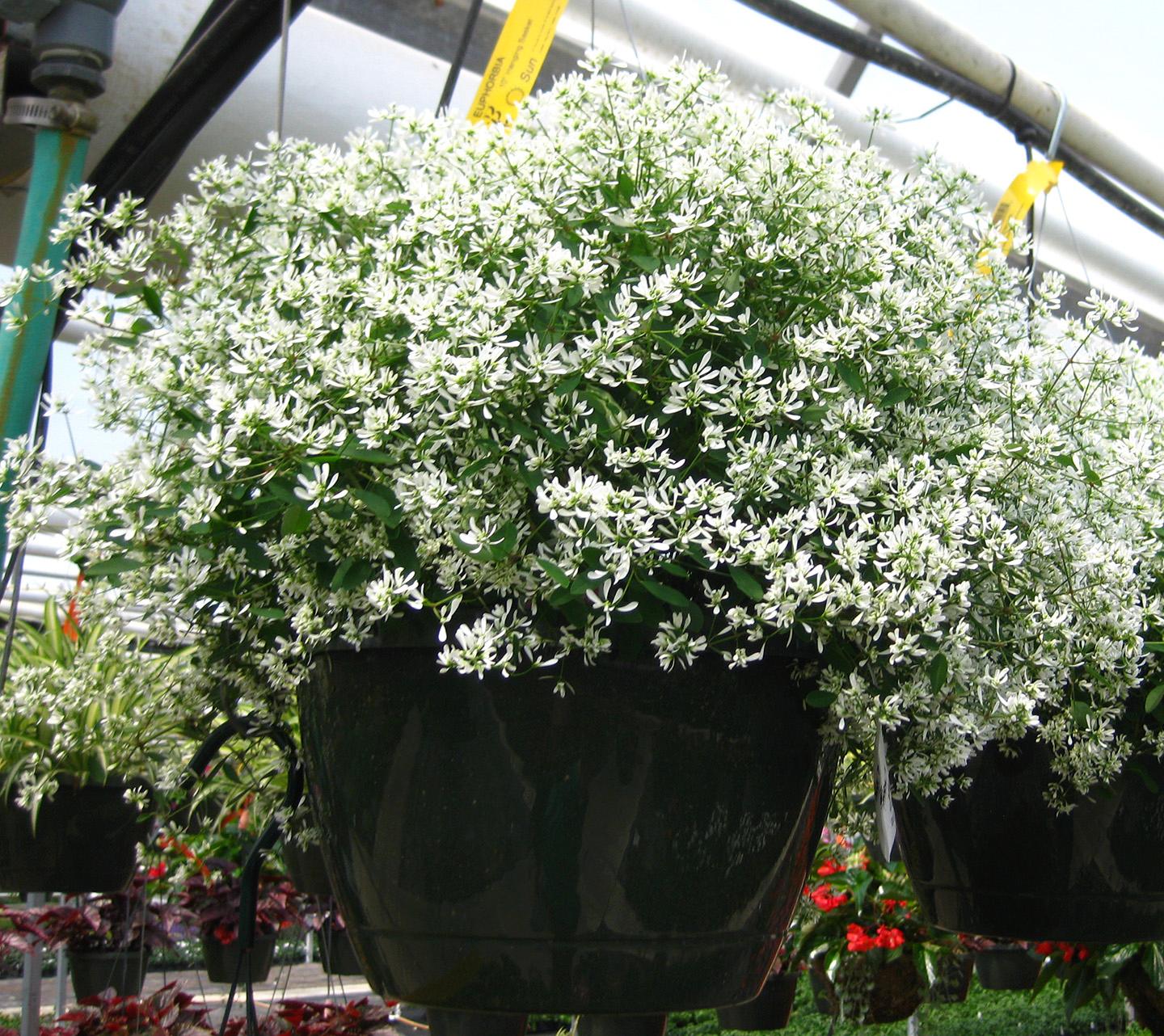 White Spurge Euphorbia from Hoods Gardens