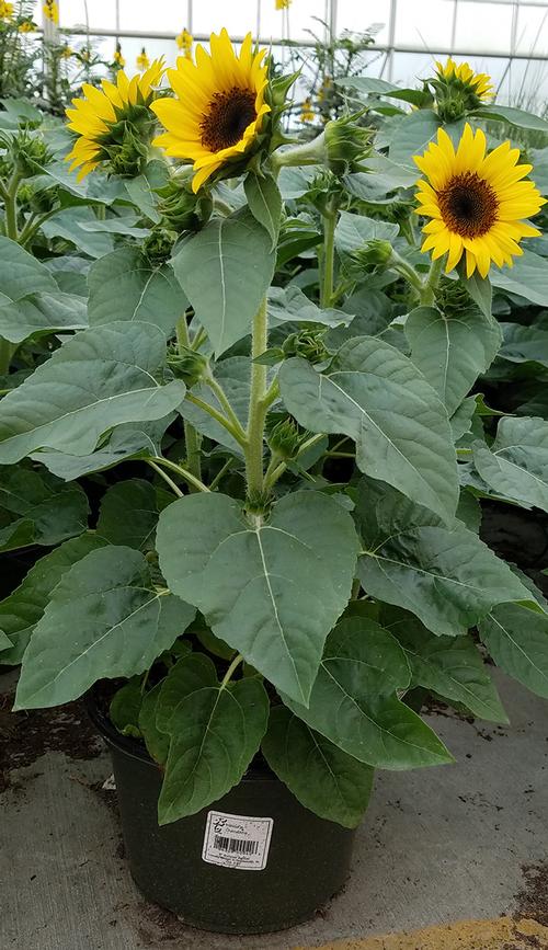  Sunflower from Hoods Gardens