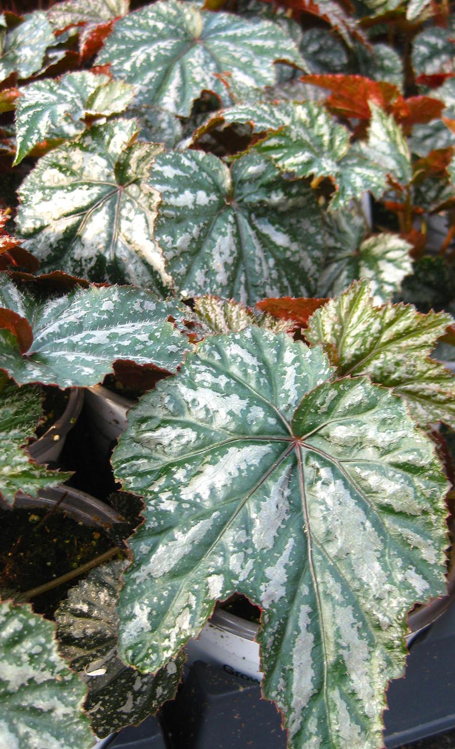 Gryphon Begonia from Hoods Gardens